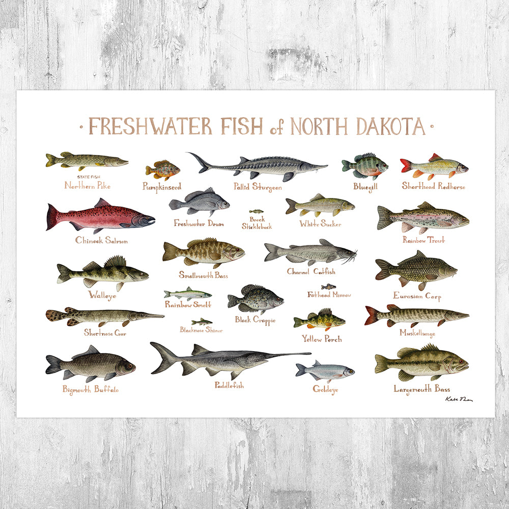 Wholesale Freshwater Fish Field Guide Art Print: North Dakota