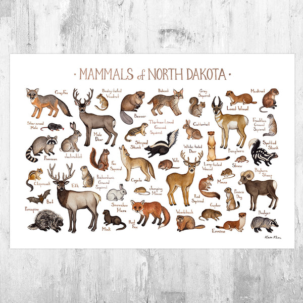 Wholesale Mammals Field Guide Art Print: North Dakota