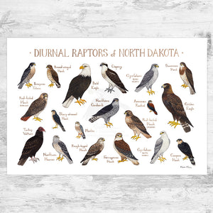 Wholesale Raptors Field Guide Art Print: North Dakota