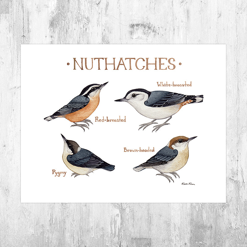 Wholesale Field Guide Art Print: Nuthatches of North America