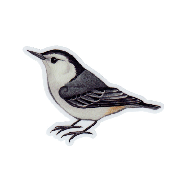 Wholesale Vinyl Sticker: White-breasted Nuthatch
