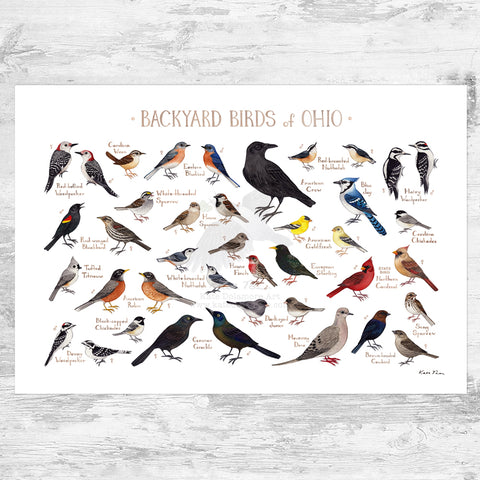Wholesale Backyard Birds Field Guide Art Print: Ohio