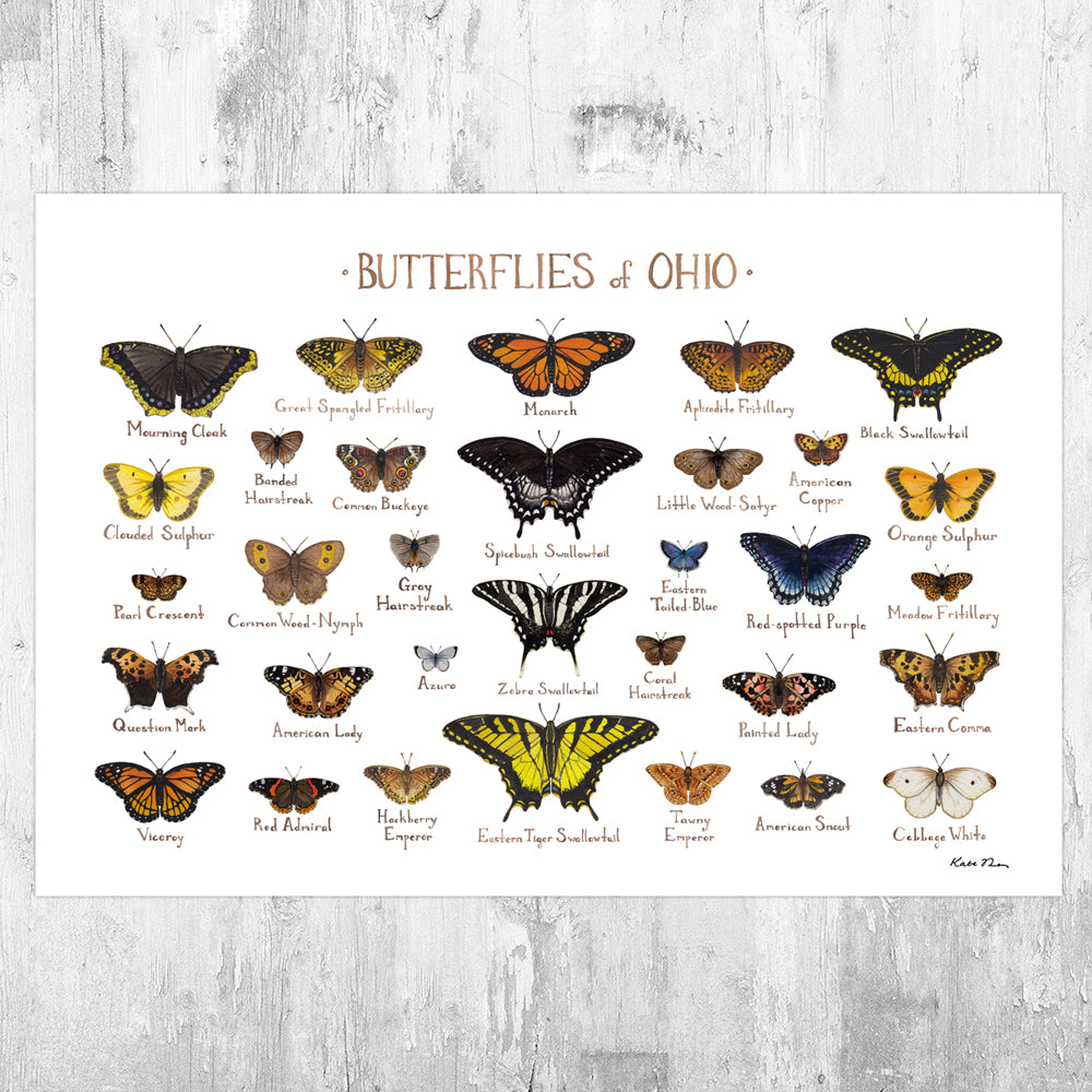 Blue Butterfly Art Print – Anne Marie Paper Co.