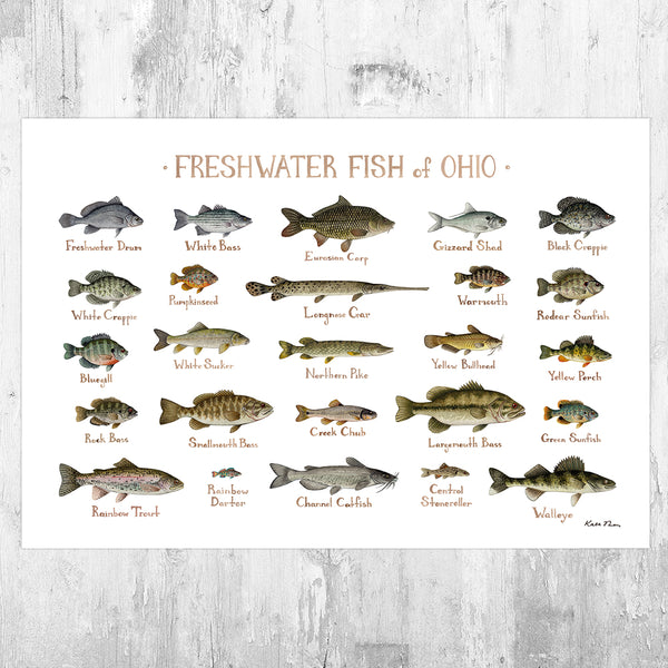 Wholesale Freshwater Fish Field Guide Art Print: Ohio