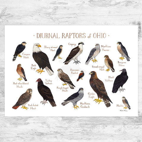 Wholesale Raptors Field Guide Art Print: Ohio