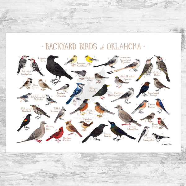 Wholesale Backyard Birds Field Guide Art Print: Oklahoma