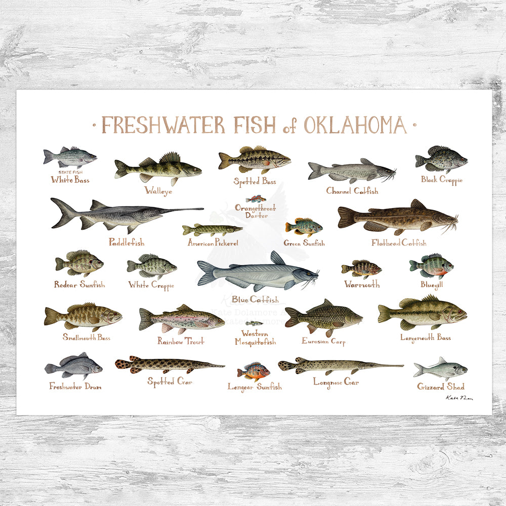 Wholesale Freshwater Fish Field Guide Art Print: Oklahoma