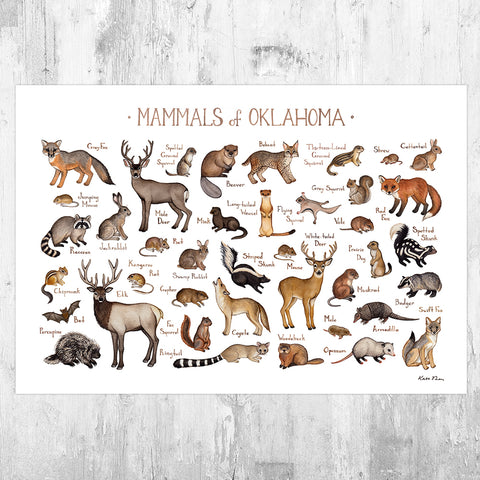 Wholesale Mammals Field Guide Art Print: Oklahoma
