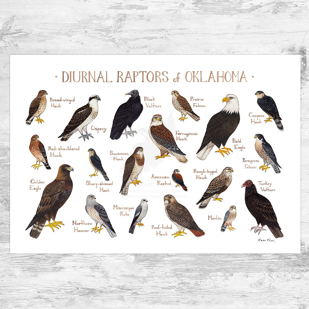 Wholesale Raptors Field Guide Art Print: Oklahoma