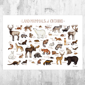 Wholesale Mammals Field Guide Art Print: Ontario
