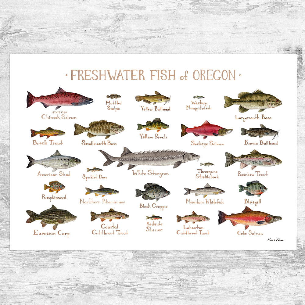 Wholesale Freshwater Fish Field Guide Art Print: Oregon