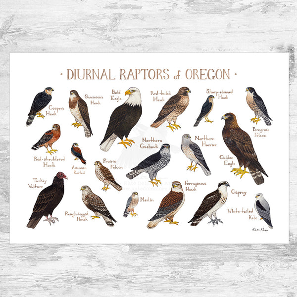 Wholesale Raptors Field Guide Art Print: Oregon
