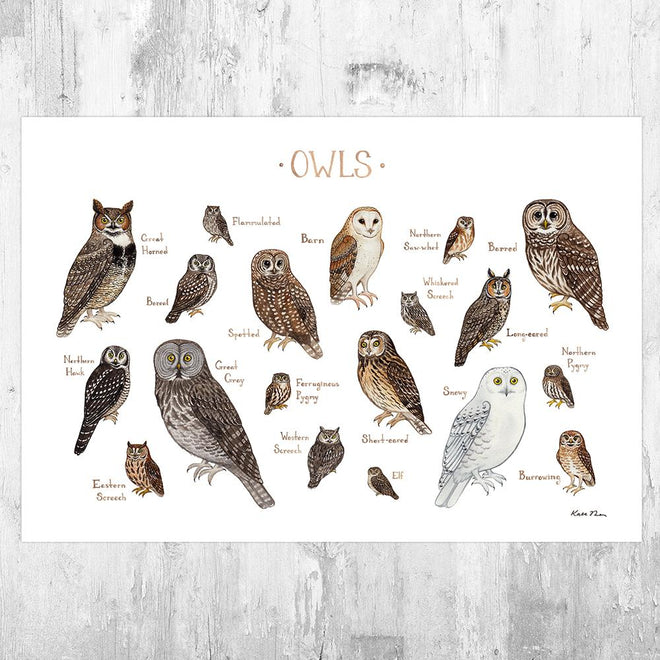 Owls of the US Prints