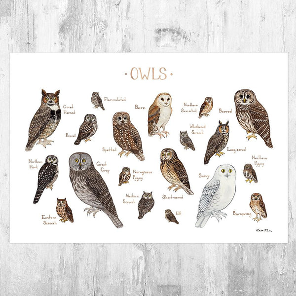 Wholesale Field Guide Art Print: Owls of North America