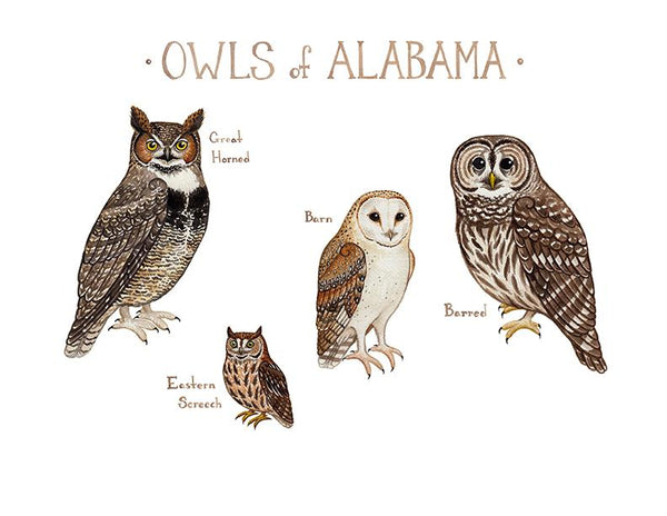Wholesale Owls Field Guide Art Print: Alabama