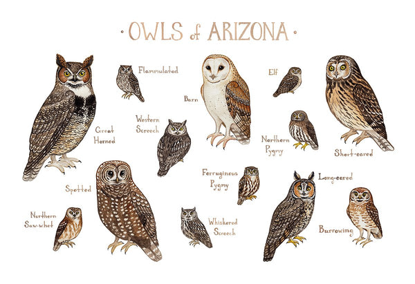 Wholesale Owls Field Guide Art Print: Arizona