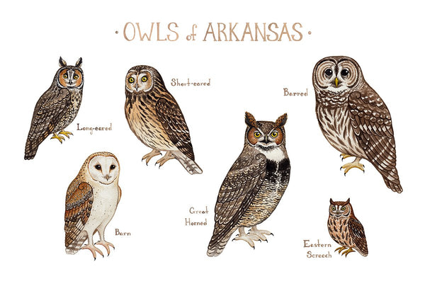Wholesale Owls Field Guide Art Print: Arkansas