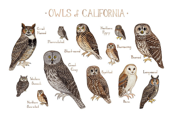 Wholesale Owls Field Guide Art Print: California