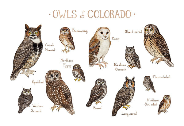 Wholesale Owls Field Guide Art Print: Colorado