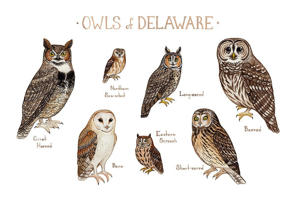 Wholesale Owls Field Guide Art Print: Delaware