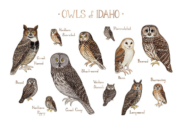 Wholesale Owls Field Guide Art Print: Idaho