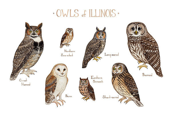 Wholesale Owls Field Guide Art Print: Illinois