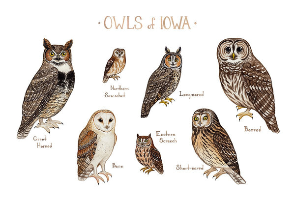 Wholesale Owls Field Guide Art Print: Iowa