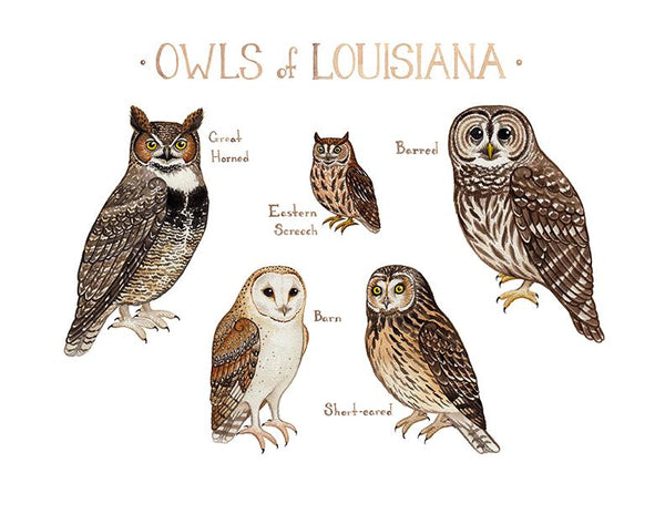 Wholesale Owls Field Guide Art Print: Louisiana