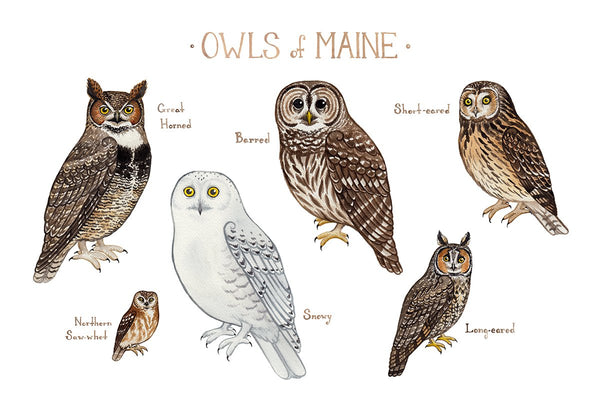 Wholesale Owls Field Guide Art Print: Maine
