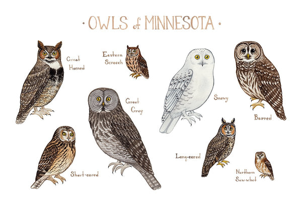 Wholesale Owls Field Guide Art Print: Minnesota