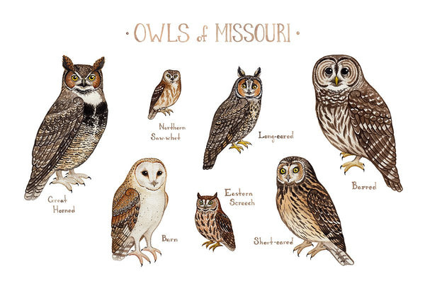 Wholesale Owls Field Guide Art Print: Missouri