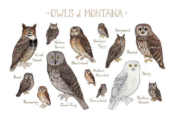 Wholesale Owls Field Guide Art Print: Montana