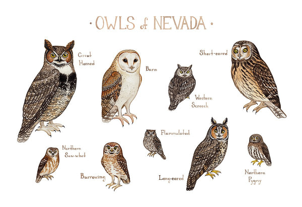 Wholesale Owls Field Guide Art Print: Nevada