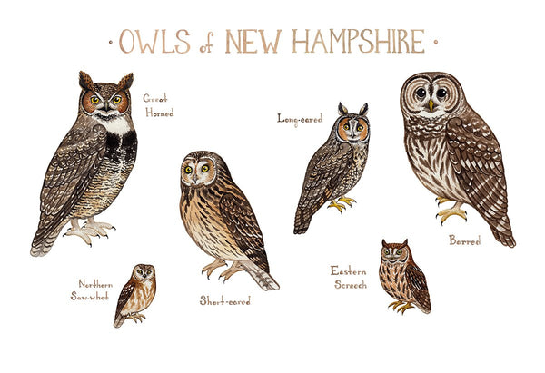 Wholesale Owls Field Guide Art Print: New Hampshire
