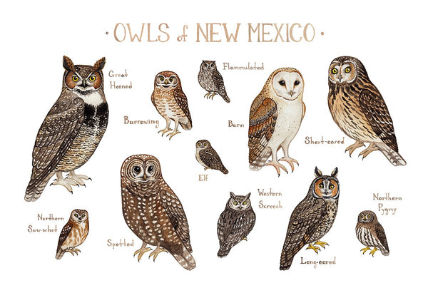 Wholesale Owls Field Guide Art Print: New Mexico