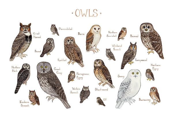 Wholesale Field Guide Art Print: Owls of North America
