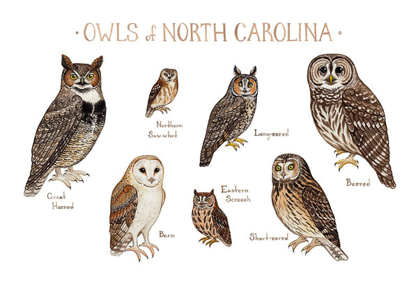 Wholesale Owls Field Guide Art Print: North Carolina