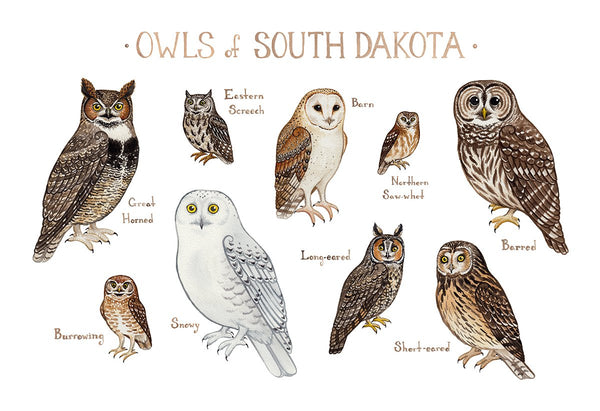 Wholesale Owls Field Guide Art Print: South Dakota