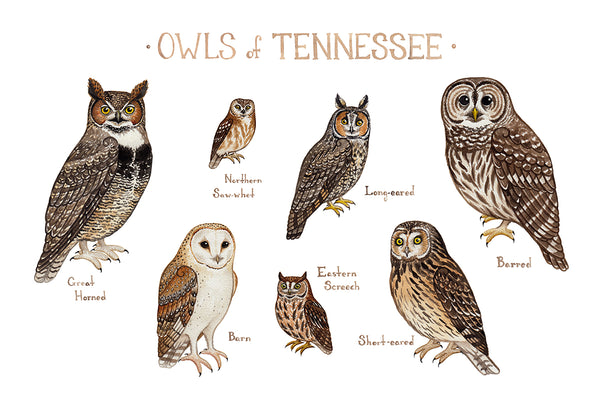 Wholesale Owls Field Guide Art Print: Tennessee