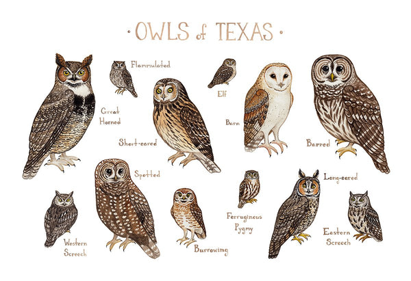 Wholesale Owls Field Guide Art Print: Texas
