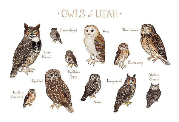 Wholesale Owls Field Guide Art Print: Utah