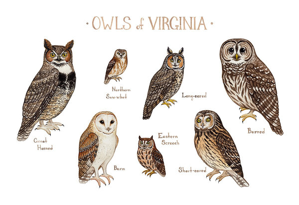 Wholesale Owls Field Guide Art Print: Virginia