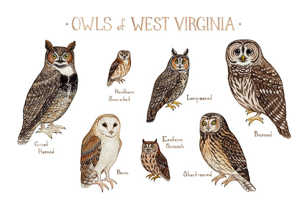 Wholesale Owls Field Guide Art Print: West Virginia