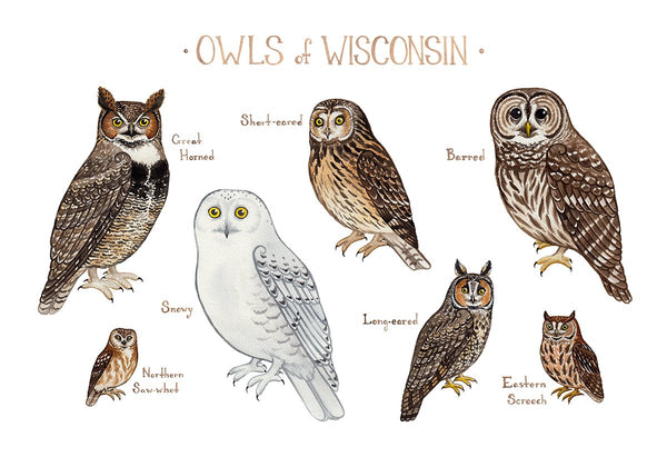 Wholesale Owls Field Guide Art Print: Wisconsin