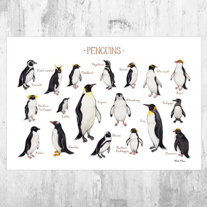 Wholesale Field Guide Art Print: Penguins of the World