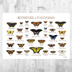 Wholesale Butterflies Field Guide Art Print: Pennsylvania