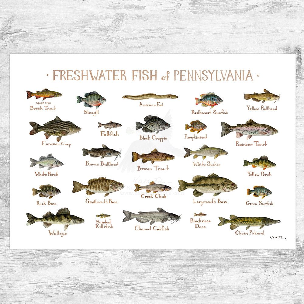 Wholesale Freshwater Fish Field Guide Art Print: Pennsylvania