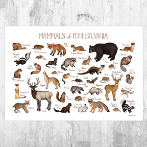 Wholesale Mammals Field Guide Art Print: Pennsylvania