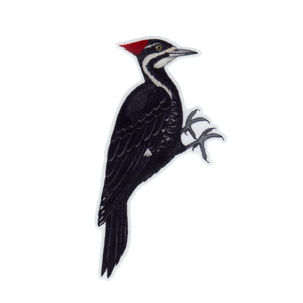 Wholesale Vinyl Sticker: Pileated Woodpecker