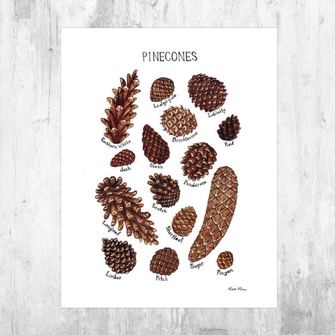 Wholesale Field Guide Art Print: Pine Cones